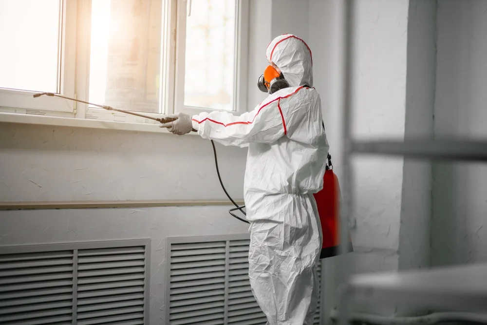 Professional mold remediation services in Joshua Tree, CA